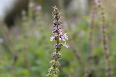 ホーリーバジル | 熊本大学薬学部薬用植物園 薬草データベース
